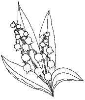 coloriage clochette de muguet